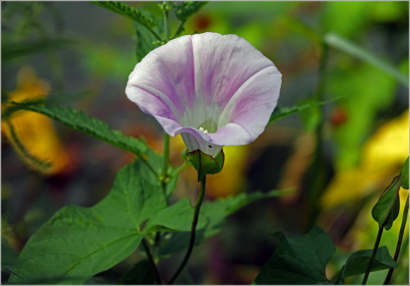 Image of Calystegia spectabilis specimen.