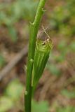 Liparis japonica. Часть побега с незрелым плодом. Хабаровский край, окр. г. Комсомольск-на-Амуре, широколиственный лес. 23.07.2025.