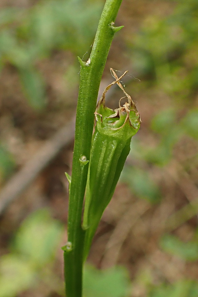 Image of Liparis japonica specimen.