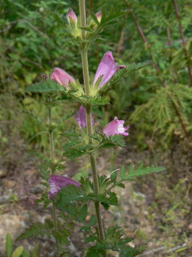 Image of Phtheirospermum chinense specimen.