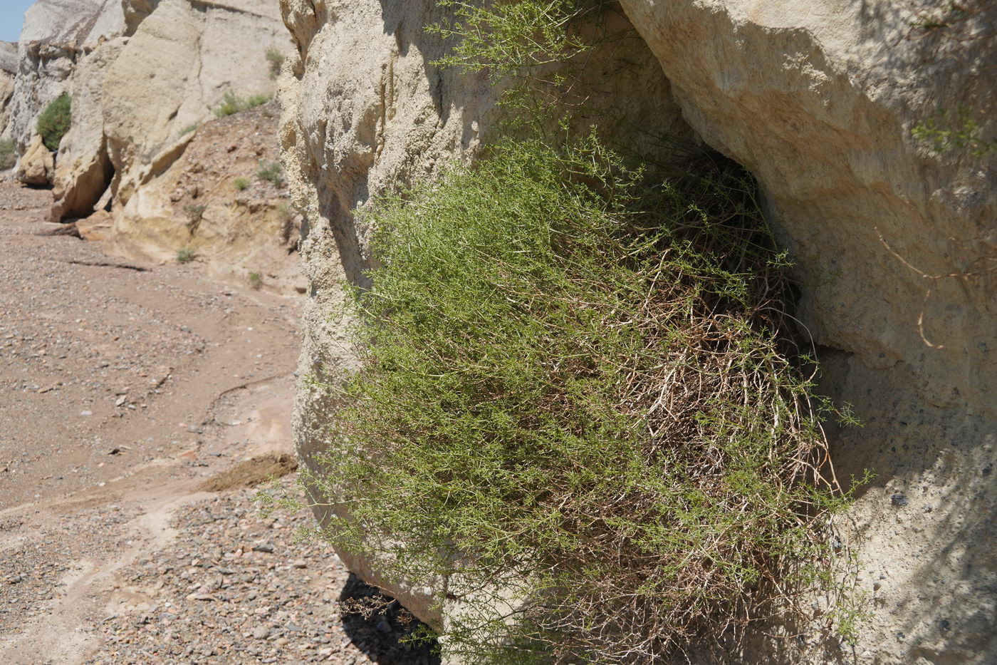 Image of familia Chenopodiaceae specimen.