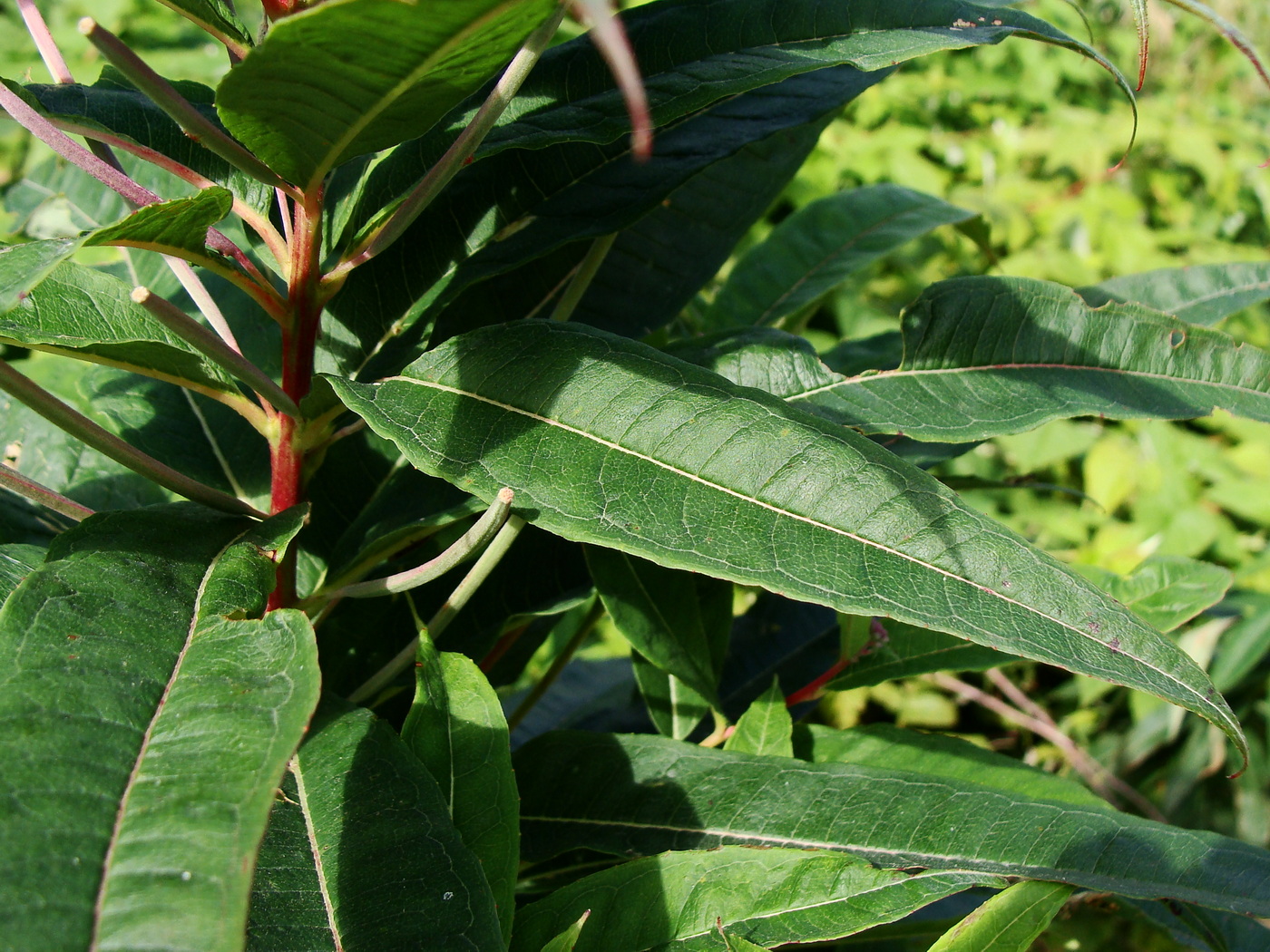 Изображение особи Chamaenerion angustifolium.