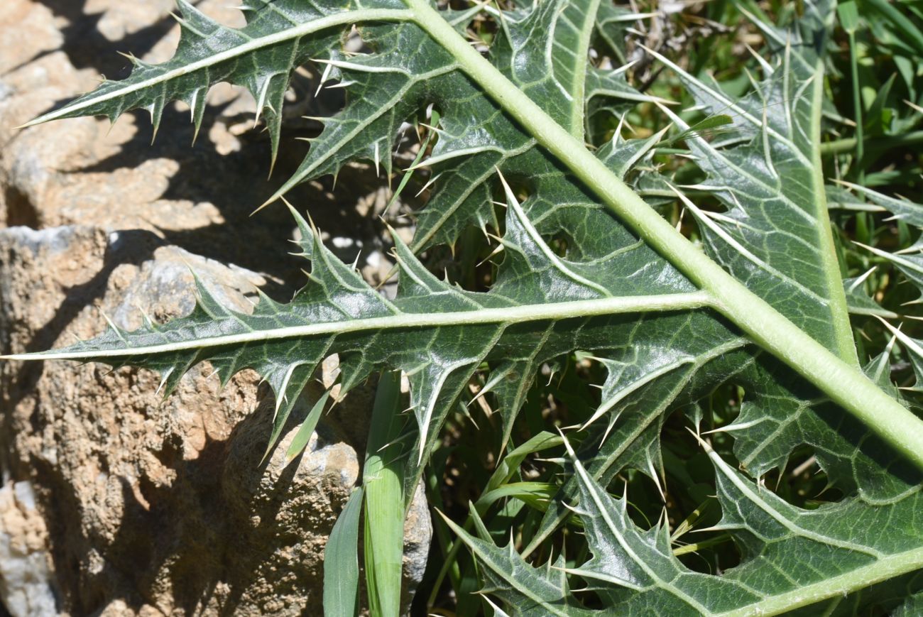 Image of Gundelia tournefortii specimen.