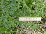Agasyllis latifolia. Листья. Карачаево-Черкесия, Зеленчукский р-н, гора Джангур, ≈ 1500 м н.у.м., сниженный субальпийский луг. 04.06.2025.