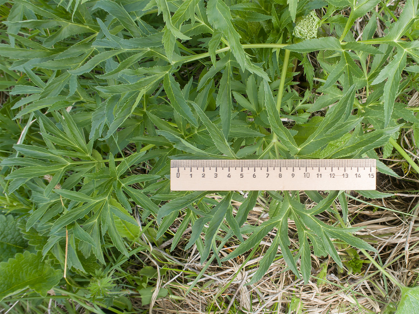 Изображение особи Agasyllis latifolia.