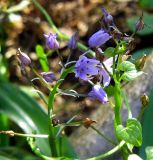 Scilla lilio-hyacinthus