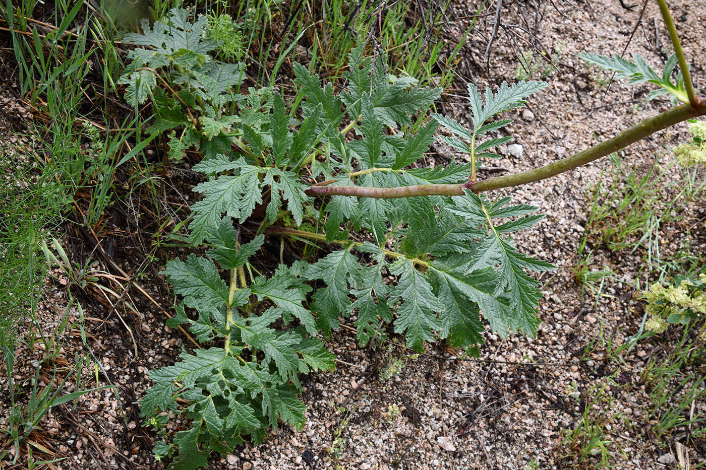 Изображение особи Phlomoides hissarica.