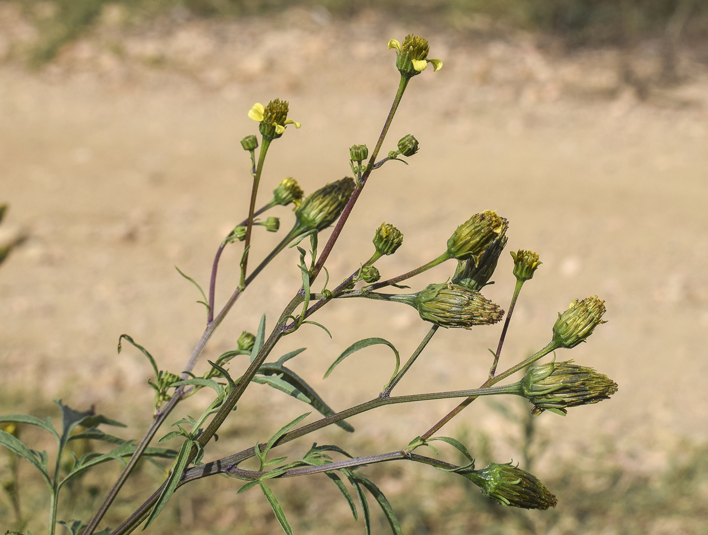 Image of Bidens subalternans specimen.