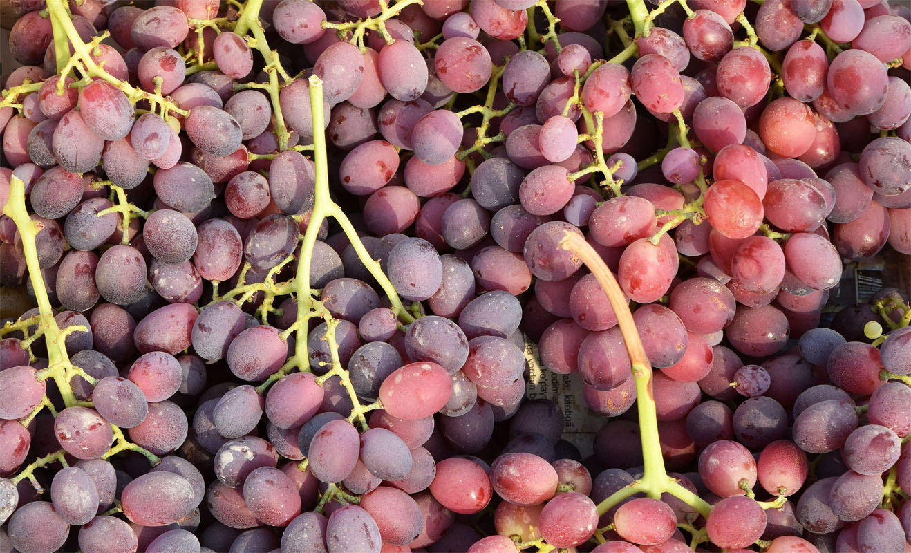 Изображение особи Vitis vinifera.