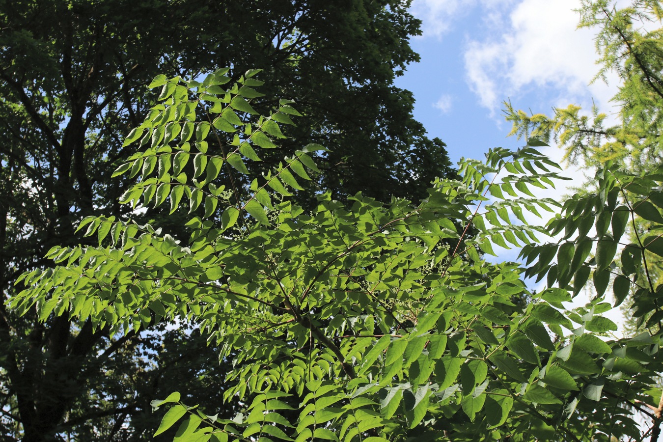 Изображение особи Aralia elata.