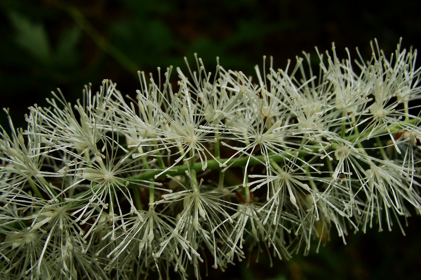 Image of Cimicifuga simplex specimen.