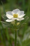 Anemonastrum sibiricum. Верхушка цветущего растения. Камчатский край, Мильковский р-н, Ганальский хр., дол. пр. притока р. Правая Камчатка, ≈ 850 м н.у.м., травянистый склон. 29.06.2025.