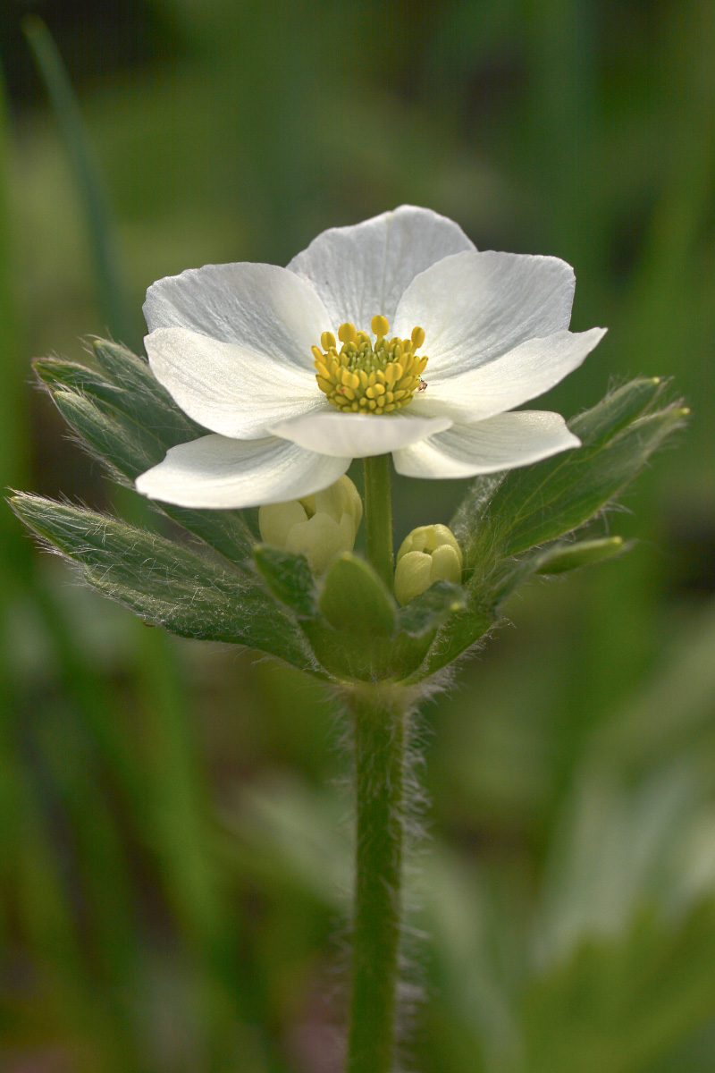 Изображение особи Anemonastrum sibiricum.