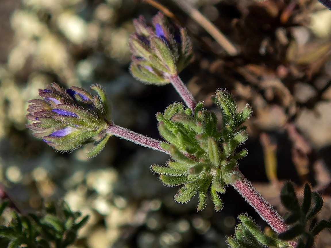 Изображение особи Veronica capsellicarpa.