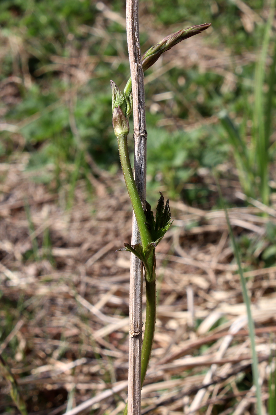 Image of Humulus lupulus specimen.