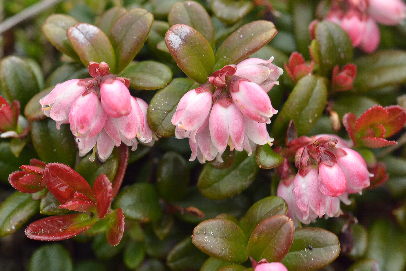 Image of Vaccinium vitis-idaea var. minus specimen.