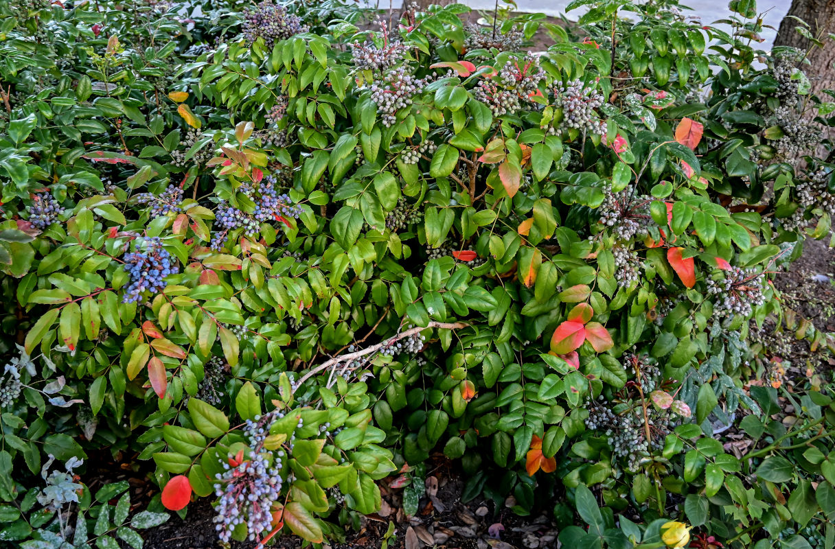 Изображение особи Mahonia aquifolium.