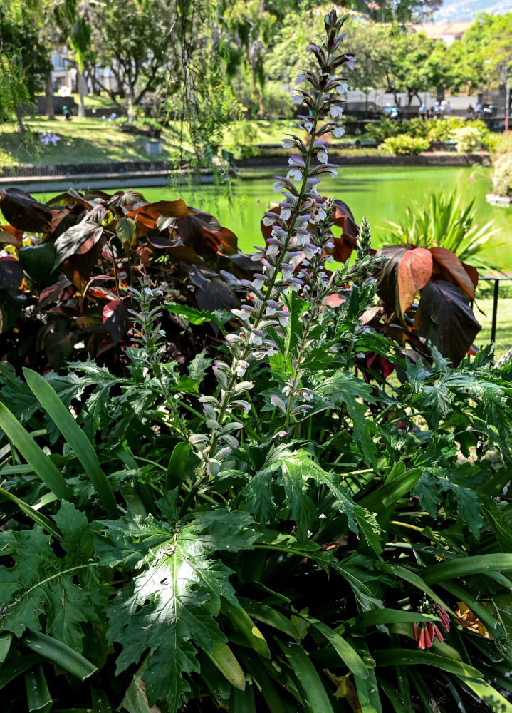 Image of Acanthus mollis specimen.