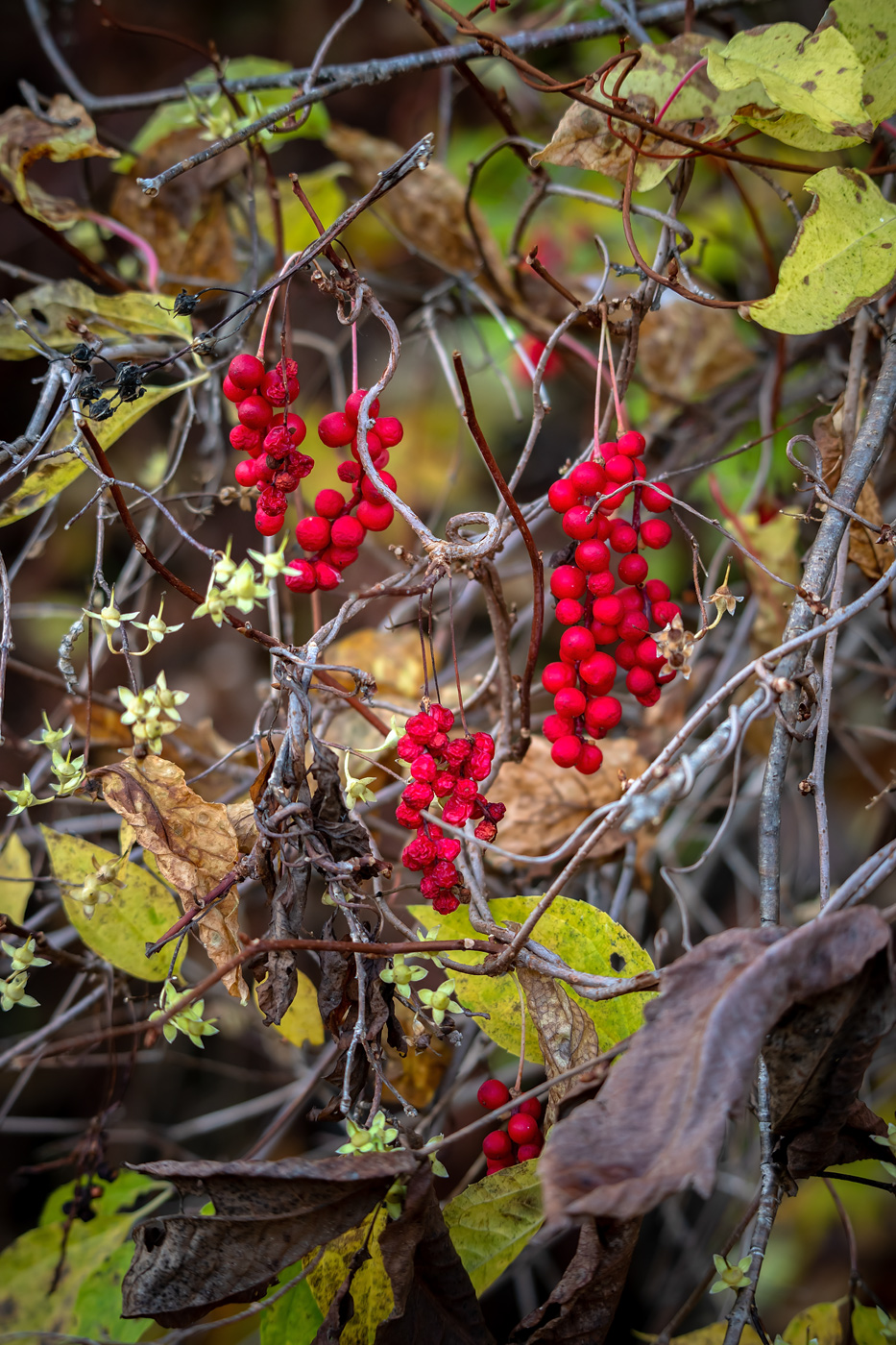 Изображение особи Schisandra chinensis.