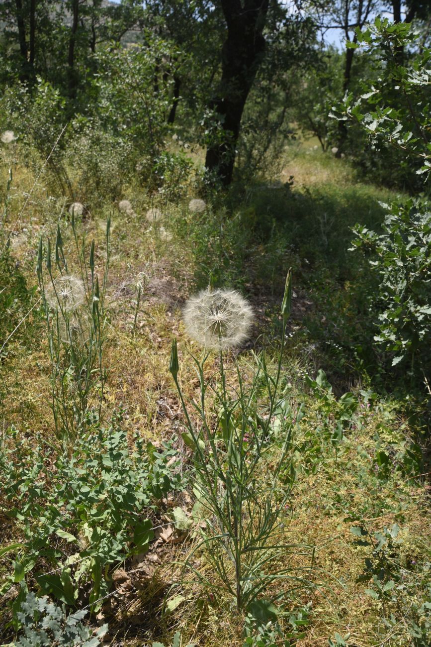 Image of genus Tragopogon specimen.
