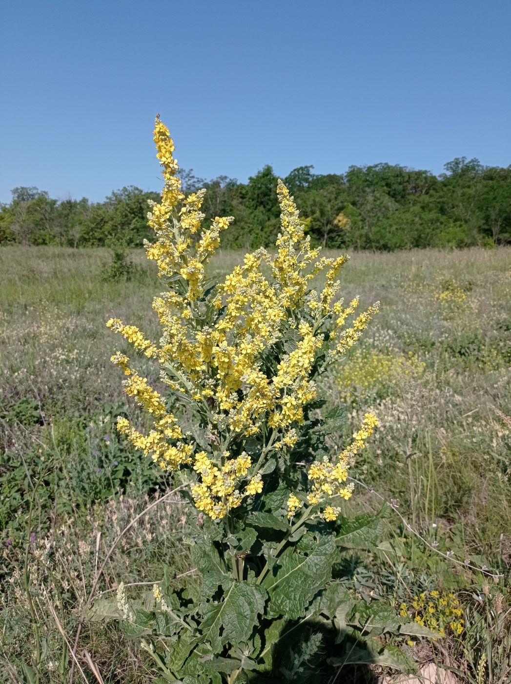 Image of Verbascum thapsus specimen.