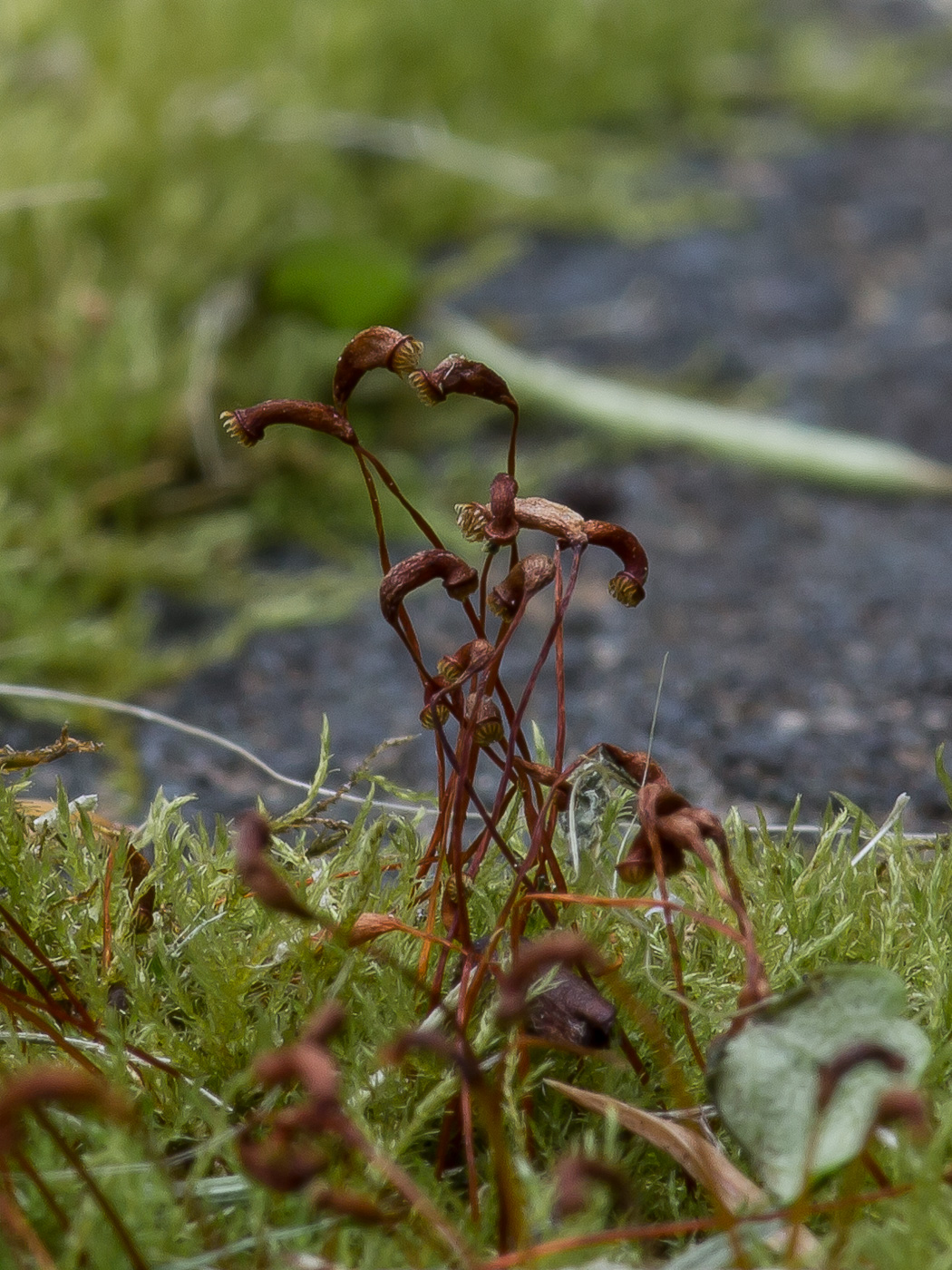 Image of Amblystegium serpens specimen.