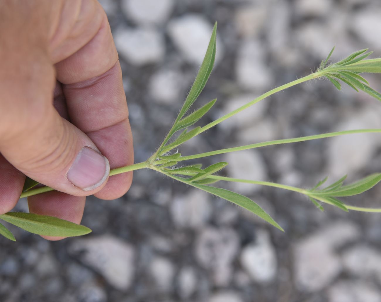 Image of Unknown species specimen.