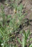 Plantago lanceolata