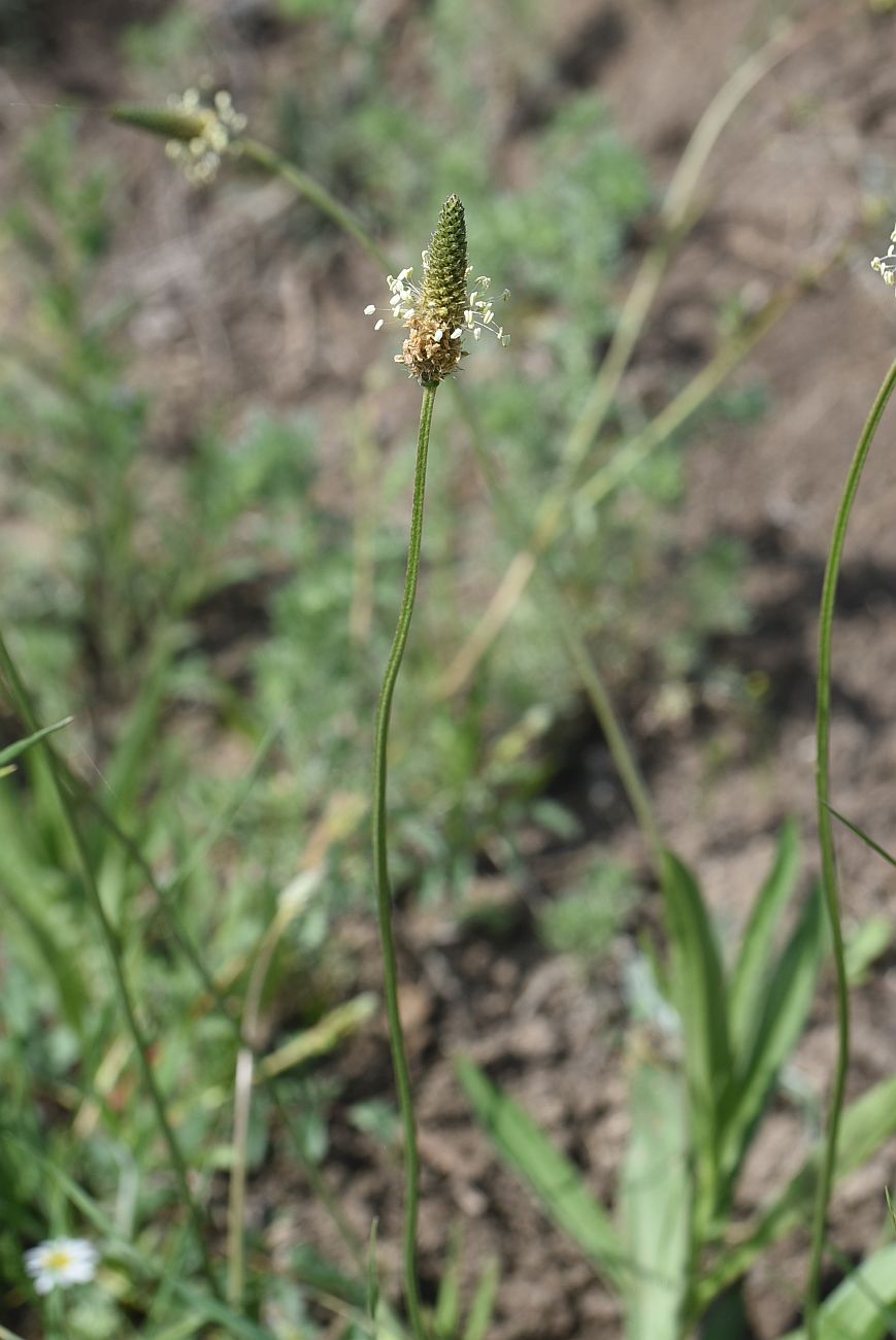 Image of Plantago lanceolata specimen.