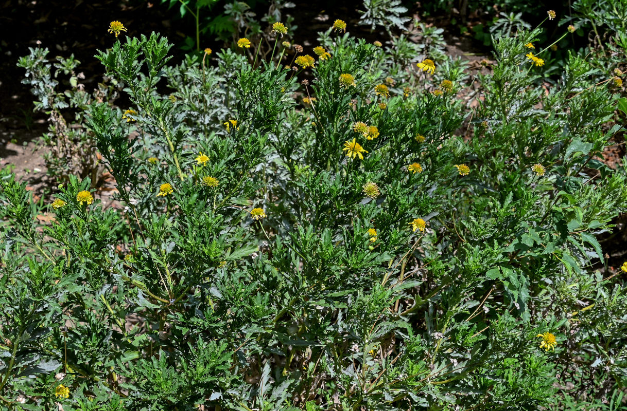 Изображение особи Euryops pectinatus.