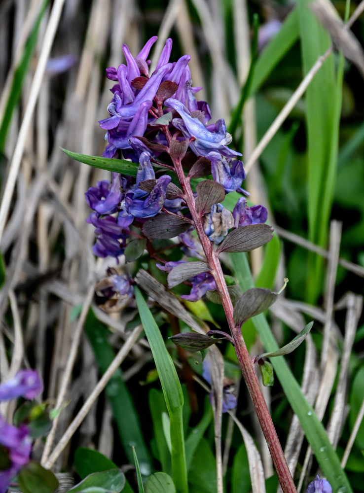 Image of Corydalis solida specimen.