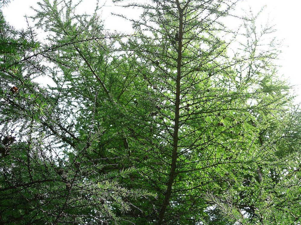Image of Larix cajanderi specimen.