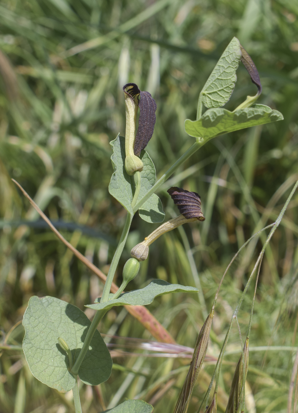 Изображение особи Aristolochia rotunda.