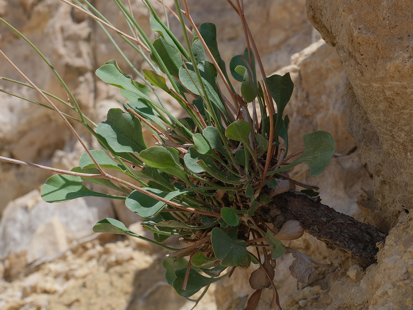 Image of Limonium ferganense specimen.
