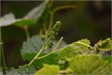 Vitis × labruscana
