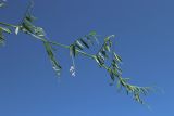 Vicia tetrasperma. Верхушка сорванного цветущего побега. С.-Петербург, Петергоф, Луговой парк, сеянный луг на недавно перепаханной земле. 07.06.2026.