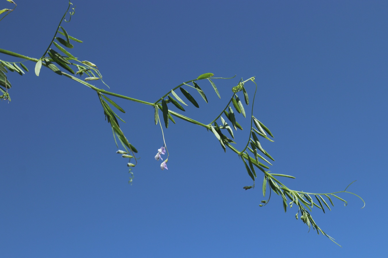 Image of Vicia tetrasperma specimen.