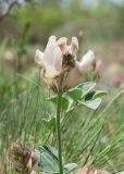 Hedysarum splendens. Соцветие. Казахстан, Восточно-Казахстанская обл., окр. с. Кожохово, степь. 04.05.2026.