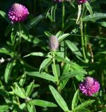 род Trifolium