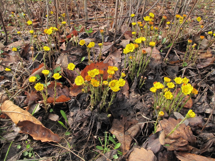 Image of Tussilago farfara specimen.