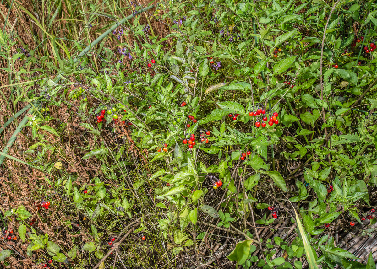 Image of Solanum dulcamara specimen.