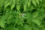 genus Chaerophyllum. Верхушка цветущего растения. Турция, ил Артвин, окр. дер. Кашикли, склон, который спускается к р. Корпусу от мечети, луг. 12 июня 2026 г.