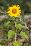 Helianthus annuus. Верхушка цветущего растения. Приморский край, г. Владивосток, гора Тюменская, окр. Нагорного парка, осыпной склон. 10.09.2026.
