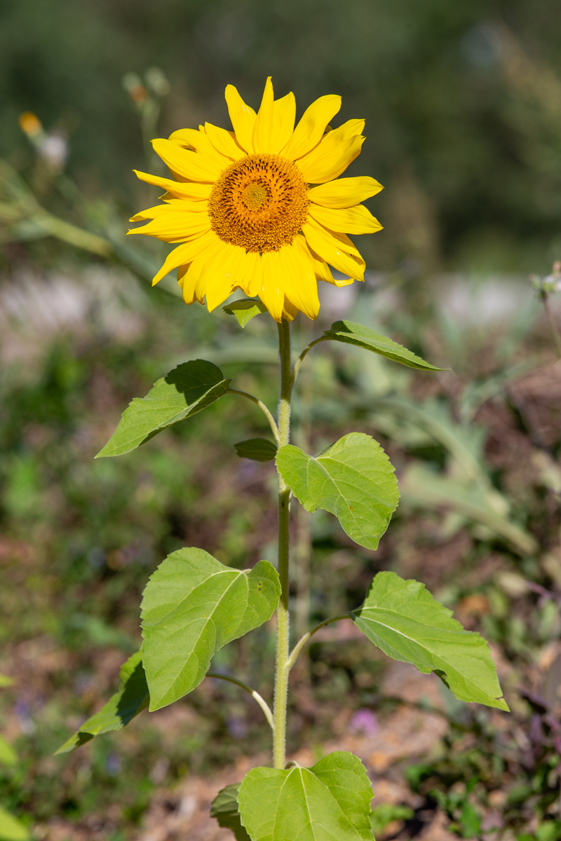 Image of Helianthus annuus specimen.