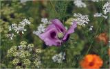 Papaver somniferum. Цветок. Московская обл., Раменский р-н, окр. дер. Хрипань, садовый участок. 24.07.2026.