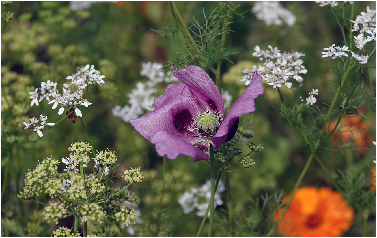Image of Papaver somniferum specimen.
