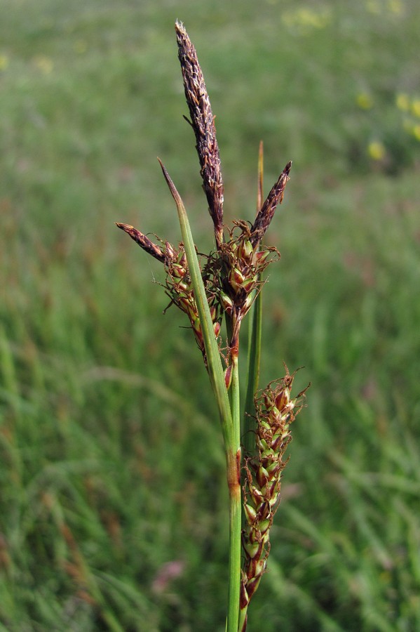 Image of Carex cuspidata specimen.