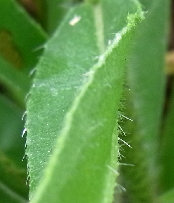 Image of Echium vulgare specimen.