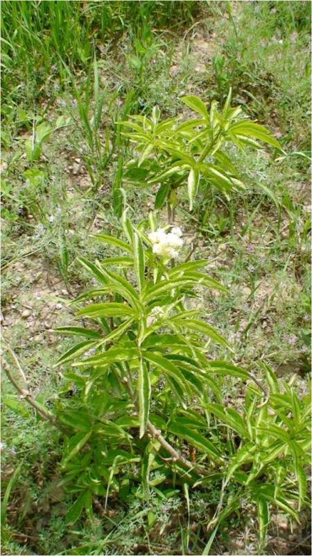 Image of Sambucus tigranii specimen.