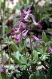 Corydalis caucasica